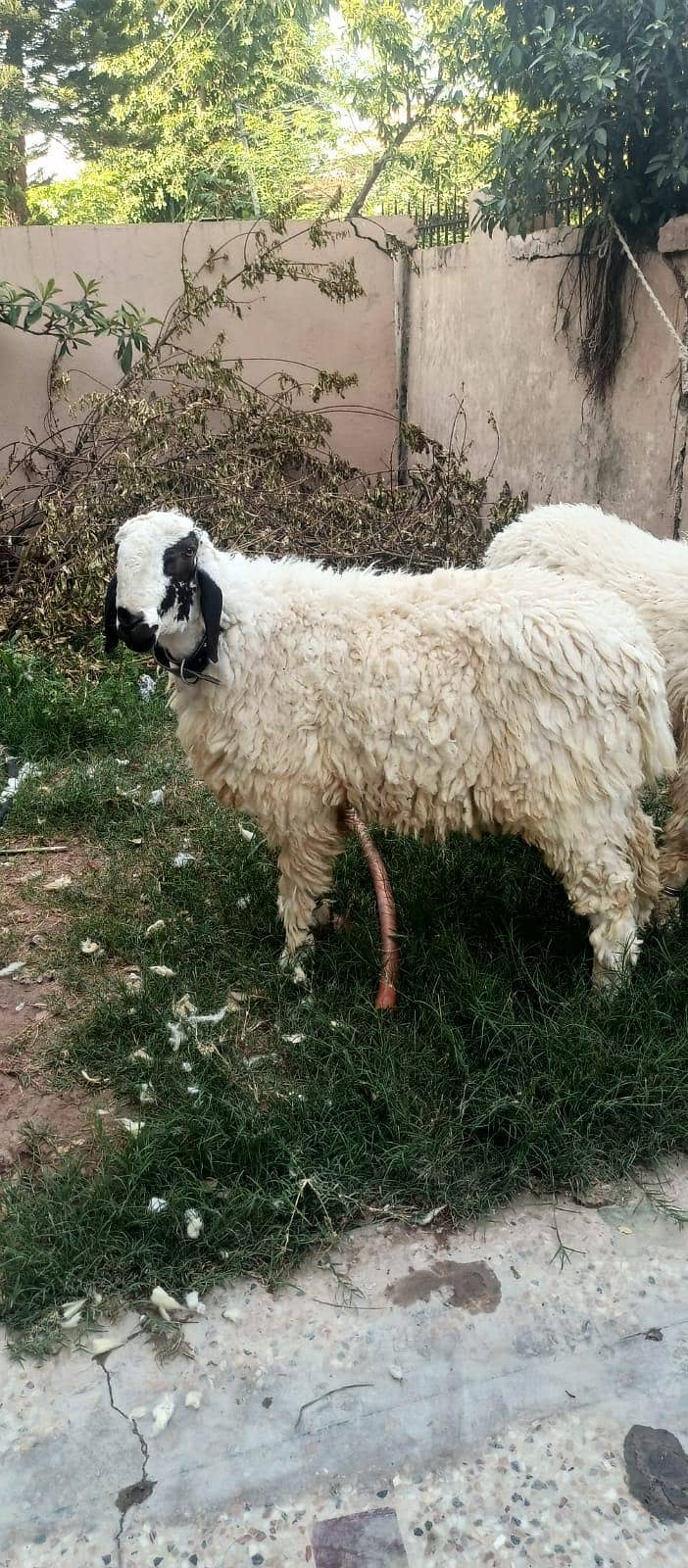 Dumba sheeps 1