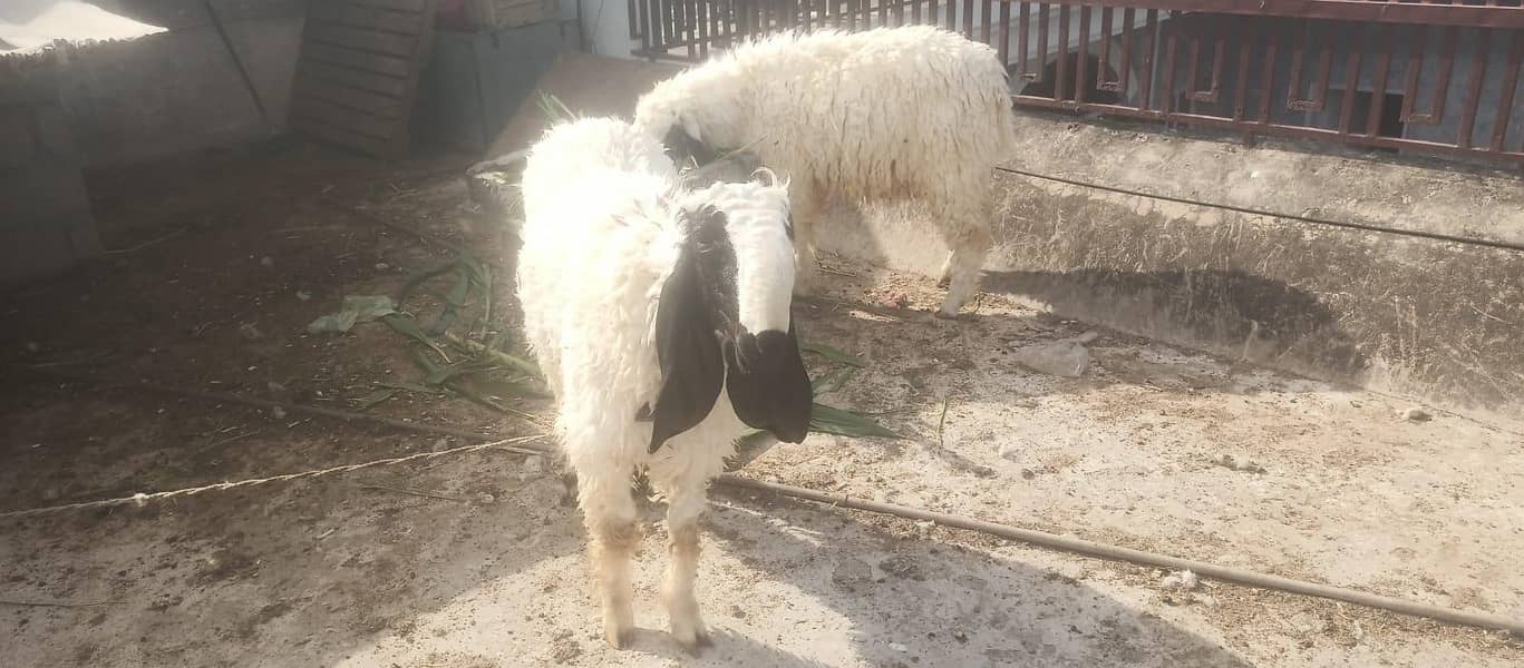 Dumba sheeps 2