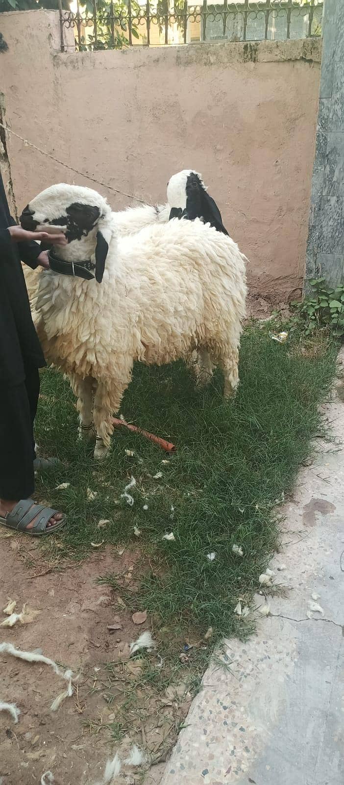 Dumba sheeps 3