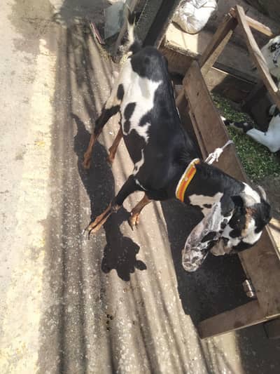 2 dant qurbani bakra for sale