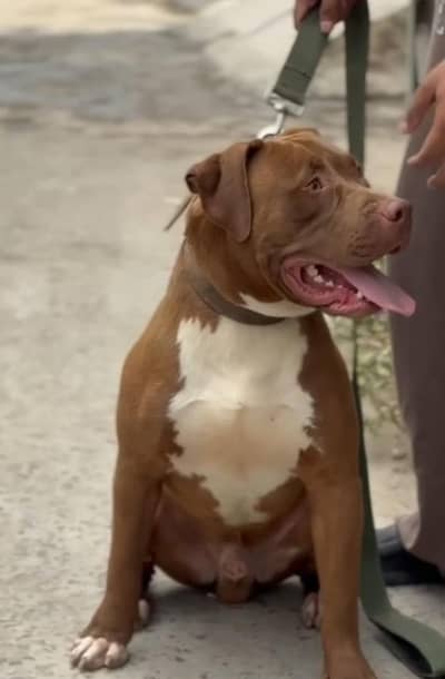 Pitbull big height Male and American bulldog female