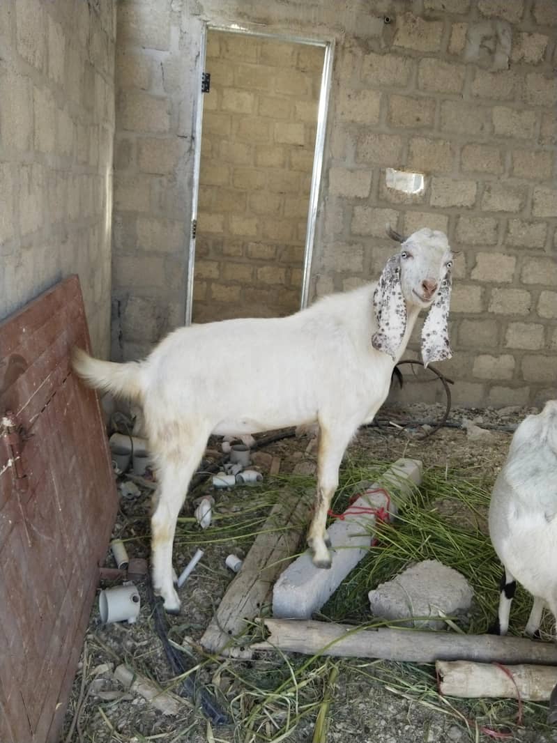 Bakra 2 danth 0