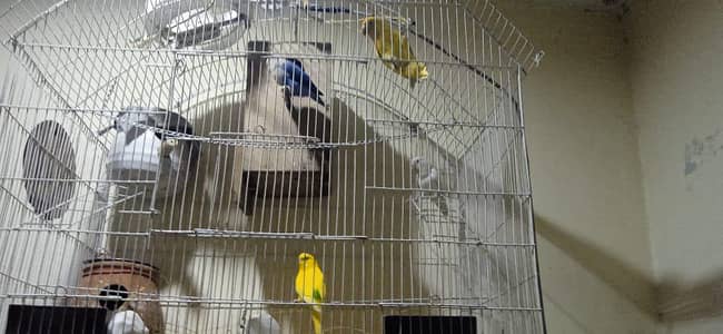 lovebirds red eye breeder pair, Australian parrot lutino red eyes.