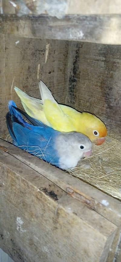 lovebirds red eye breeder pair, Australian parrot lutino red eyes.