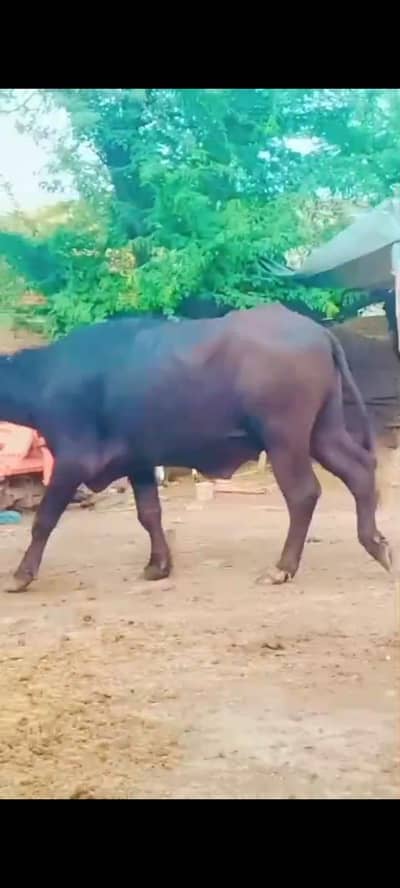 katta for sale