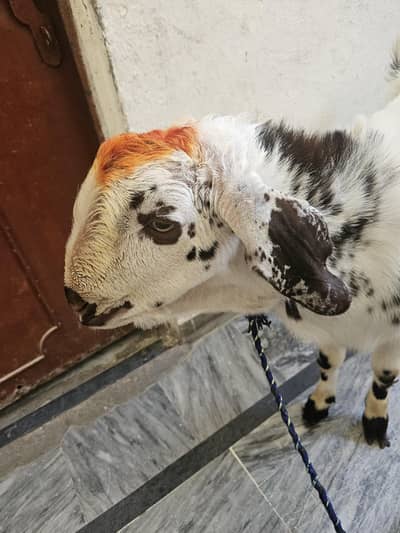 Goat | Bkra | Desi Goat | Qurbani Bkra | Bkra For Sale