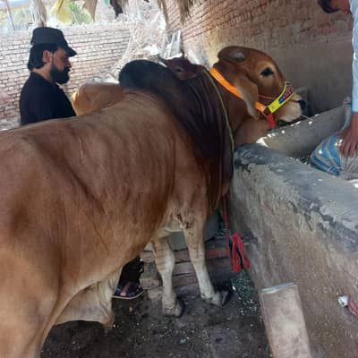 cow brown