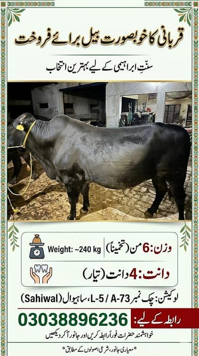big bulll in sahiwal  4teeth