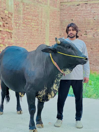 Desi | Bull | Cross breed | Qurbani ka janwar | 2 dant Bachra |
