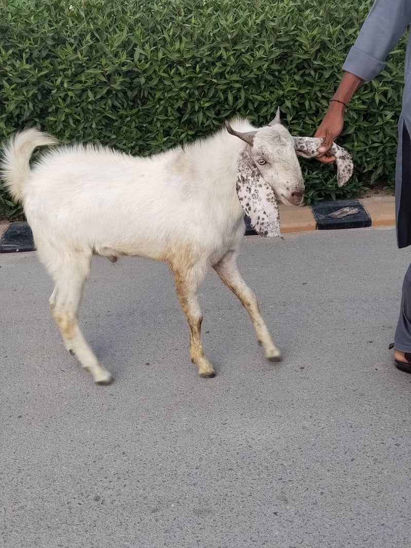 Bakra 2 danth 1