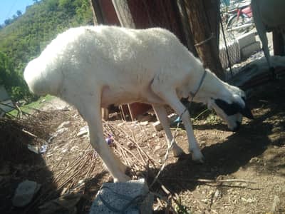 Dumba qurbani k leya