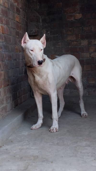 Bully gultair female exchange possible bully dog 03024645213