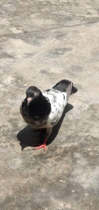 teddy female and male with 2 chicks. lakka male with 1 chick