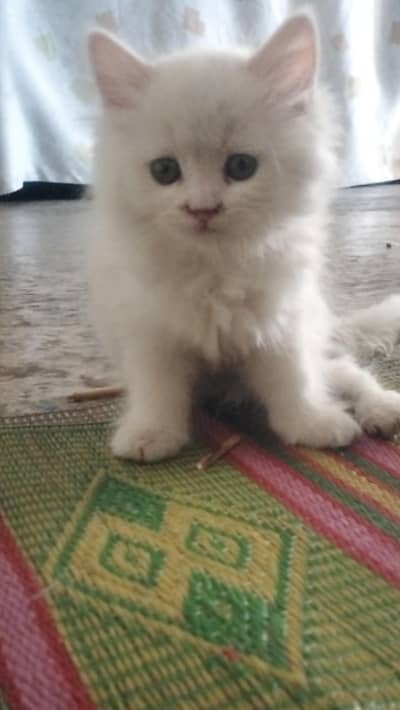 Persian cat