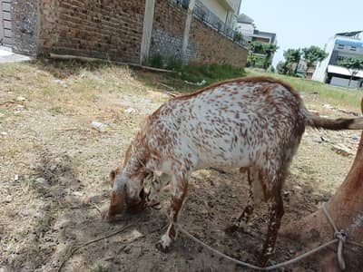 Goat for sale