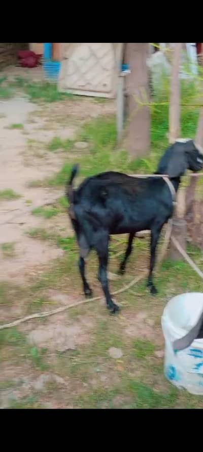 Qurbani k lye bakray distiyab hen
