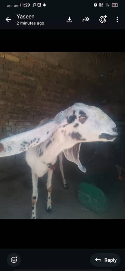 Qurbani k liy  Bakri