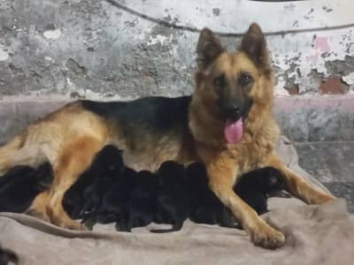 German Shepherd Puppy for Sale | Pure Breed | Faisalabad