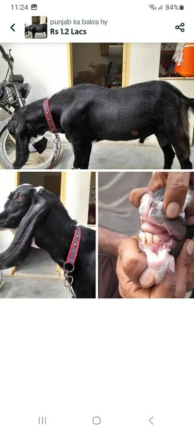 punjab ka bakra hy