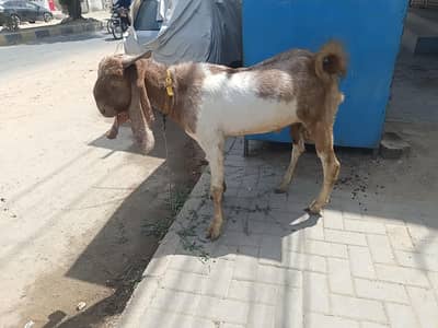 Bakra Qurbani 2 Daant