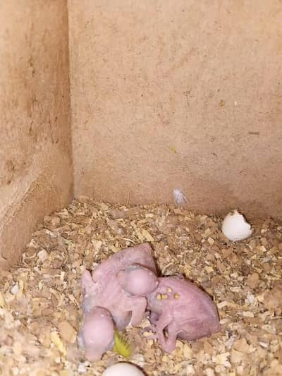 breeder pair with chkks available z in renala khurdz