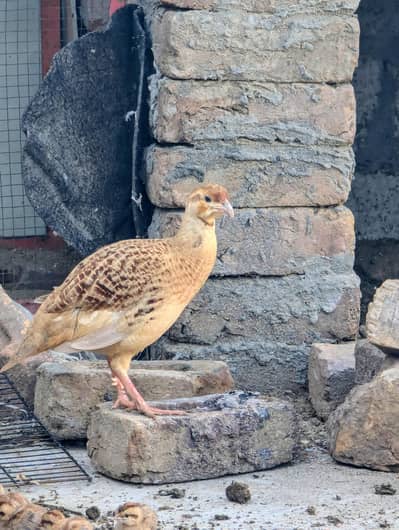 pure irani breeder pair with chicks