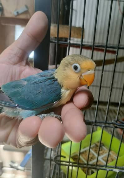 Hand Tame chick, Love Birds Pairs