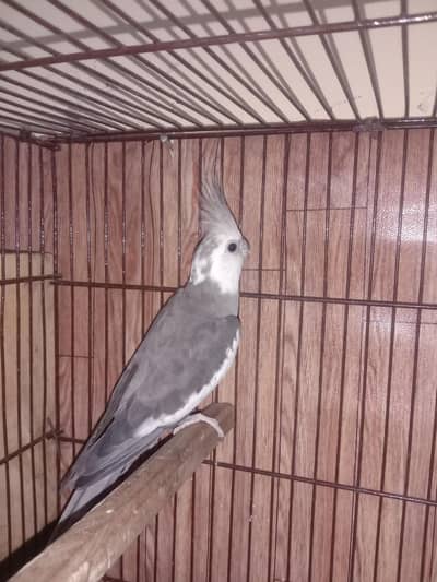Exhibition white face male semi tame cage 3500 me