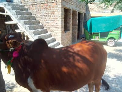 bail for sale