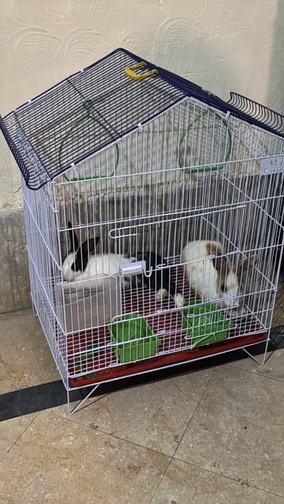 4 Healthy Fancy Rabbits for Sale