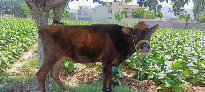 Cow for Qurbani