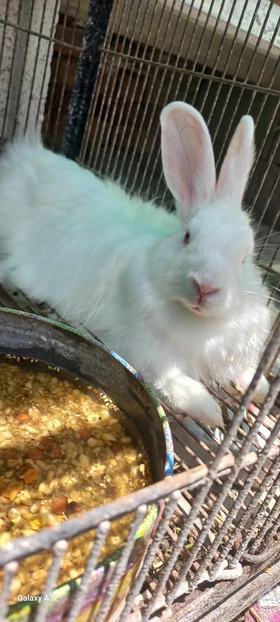 fancy rabbit urgent sale