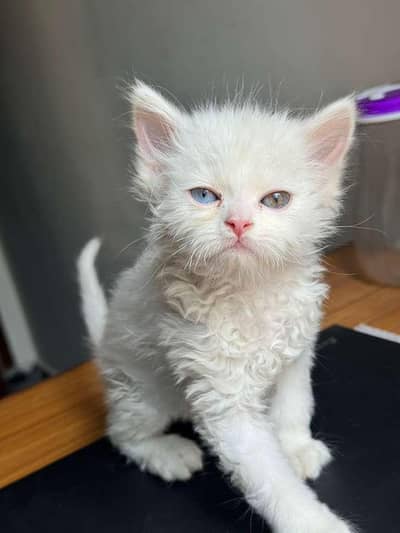 Persian Male Kitten For Sale