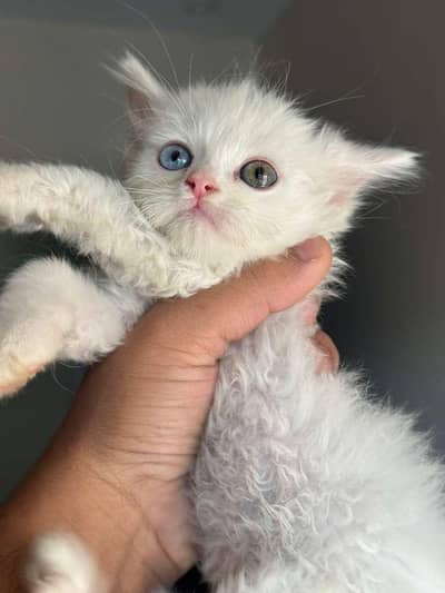 Persian Male Kitten For Sale