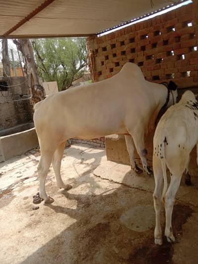 Bull white 2 years