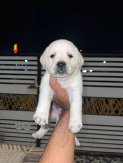 labrador puppies