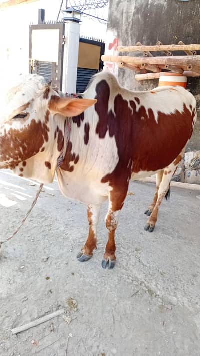 Beautiful bachra