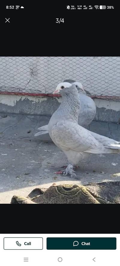 gray mokhi for sale