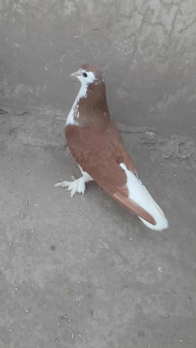 full breder Male A class Quality And Healthy