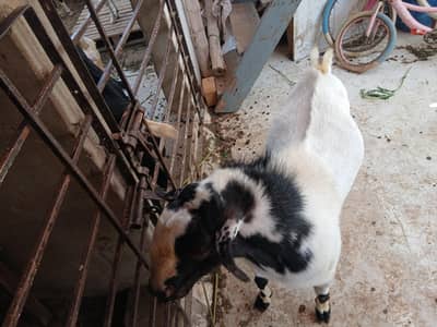 teddy best breeder for sale