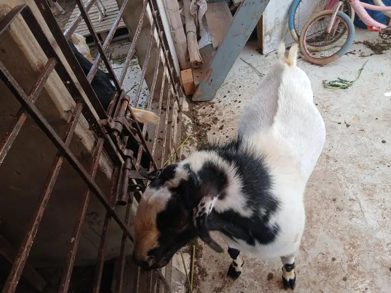 teddy best breeder for sale