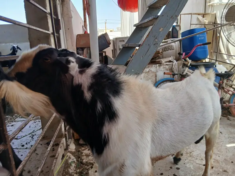teddy best breeder for sale — photo 2