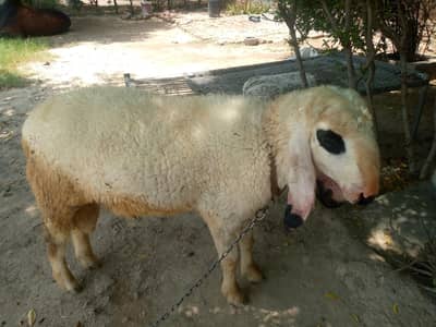Sheep for Qurbani