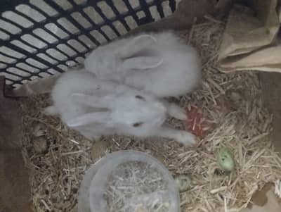 Baby bunnies