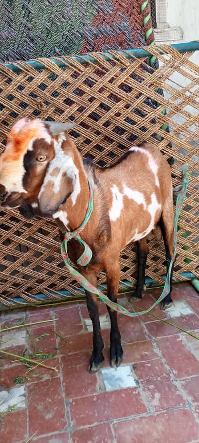 Bakra for sale qurbani k liay