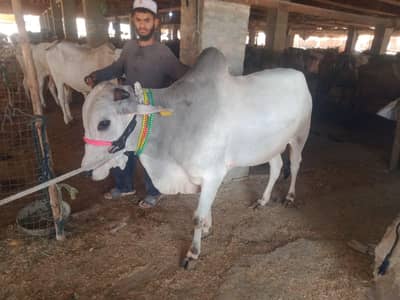Well Maintained Cow Available