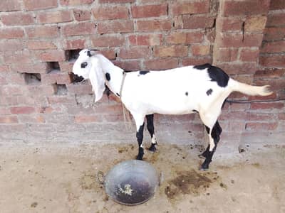 Qurbani قربانی 2026