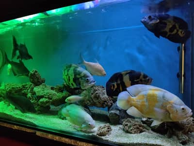 Fish Aquarium for Sale – Excellent Condition