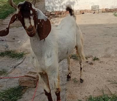 qasai butcher
