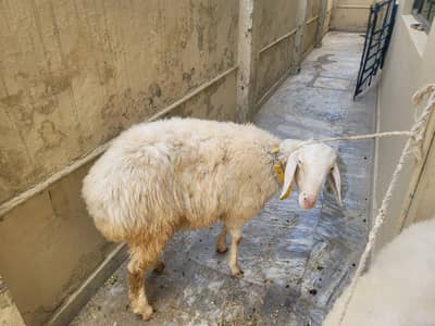 Dumba for Qurbani
